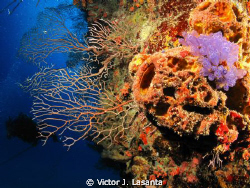 Convoluted Barrel Sponge with Blue Bell Tunicate at La Na... by Victor J. Lasanta 